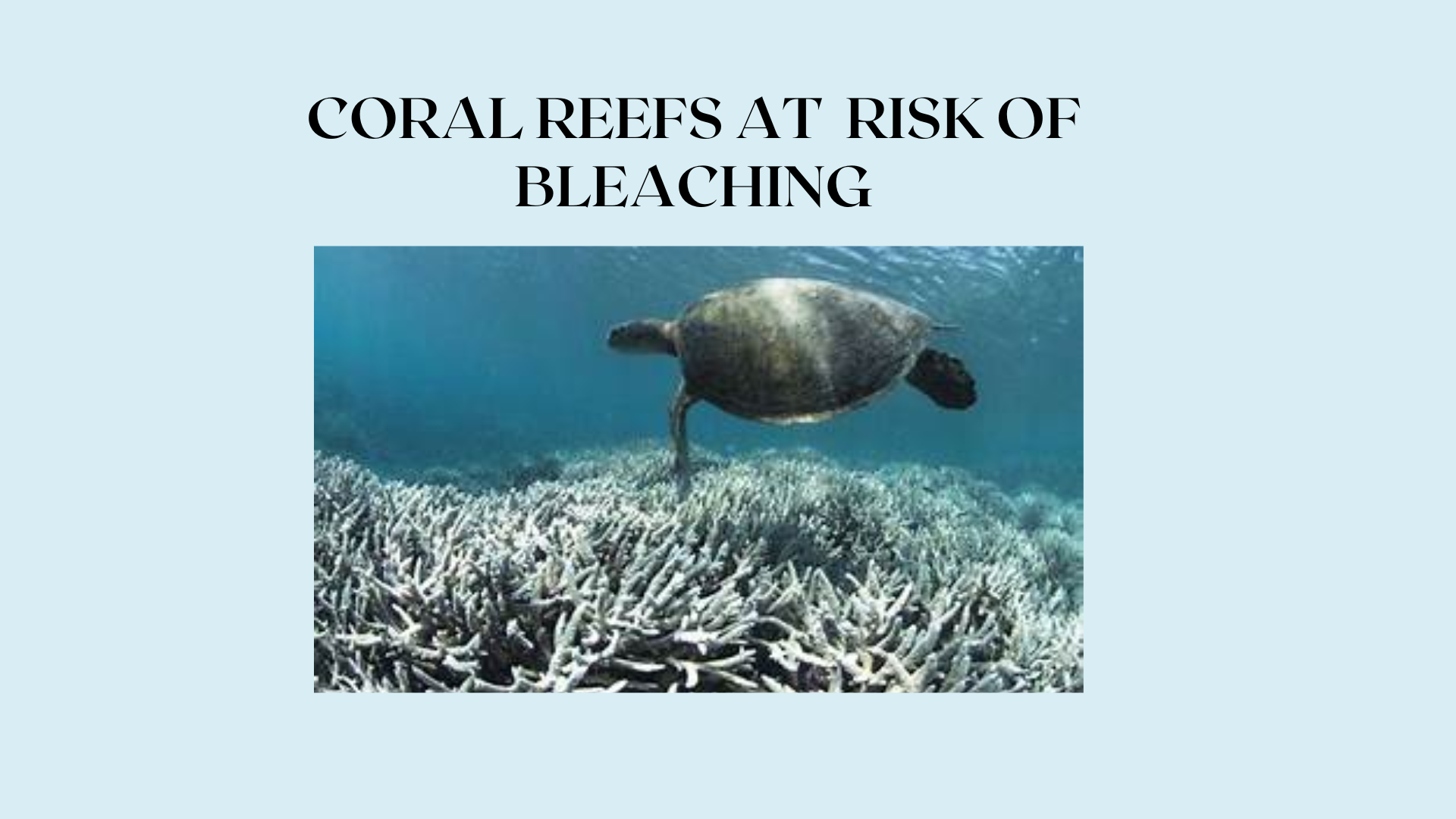 Coral Reefs at Risk of Bleaching
