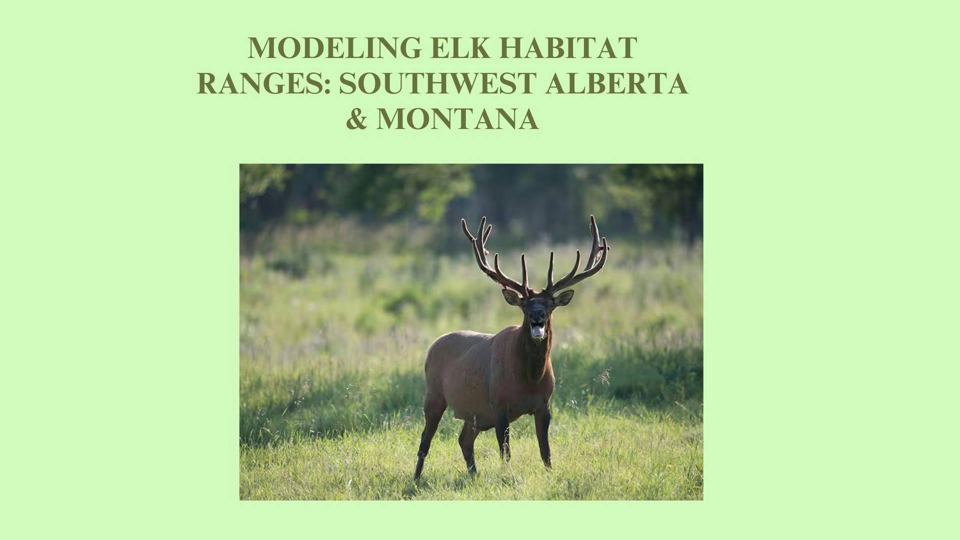 Elk Habitats: South Alberta and Montana